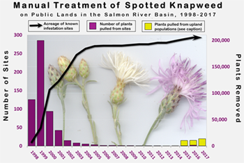 Number of knapweed plants dug and number of sites managed, 1998-2007